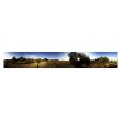 Oliviers en Verdon