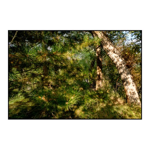 Sous le regard de Paul Cézanne N°3