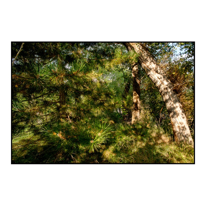 Sous le regard de Paul Cézanne N°3