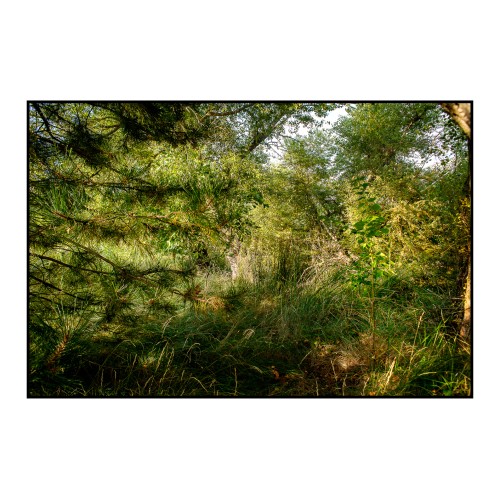 SOUS LE REGARD DE CÉZANNE N°2